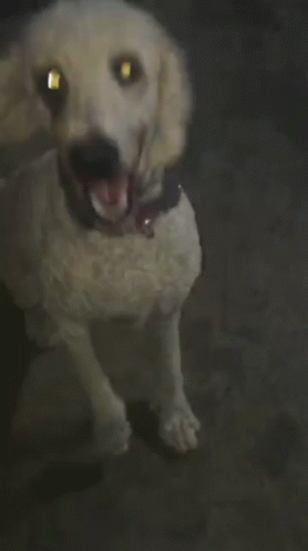a dog sitting down and yawning