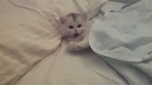 there is a white kitten laying on a blanket