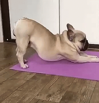 a small dog on a pink rug doing yoga