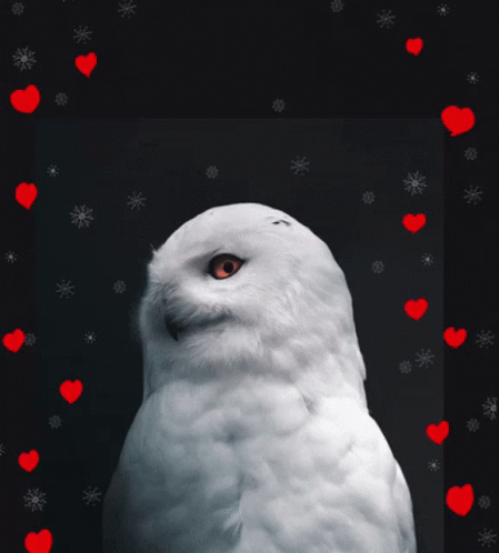 a snowy owl with blue eyes, with hearts in the background