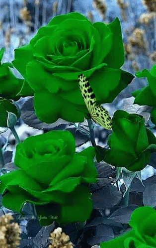 a green flower with a erfly in it