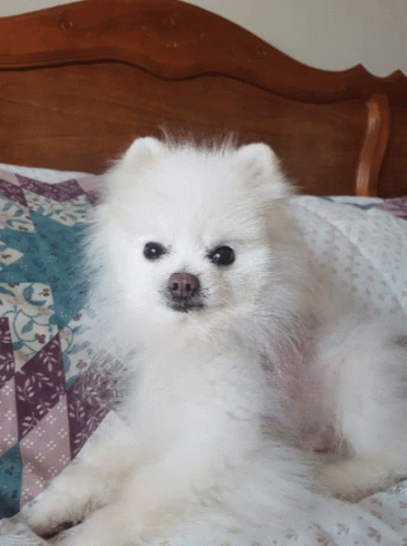a small white dog on a bed in a room