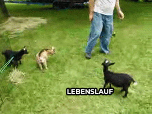 a bunch of dogs play with their owner on a tv show