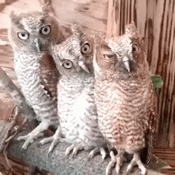 a group of owls standing on top of a piece of wood