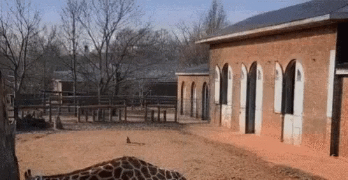 giraffe standing in front of a small blue building
