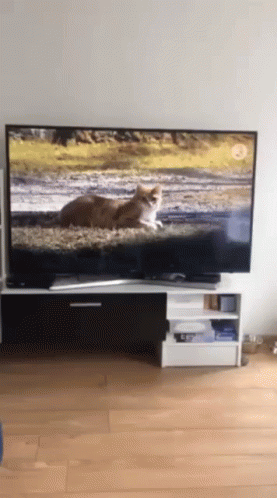 a small cat is watching television in front of a flat screen tv