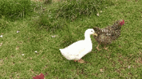 two ducks are in the grass outside together