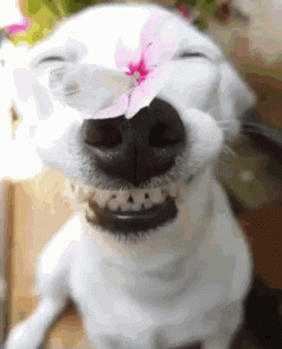 a dog that has a flower in its mouth