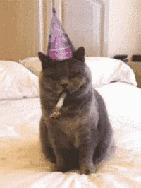 a cat sitting on a bed with a birthday hat