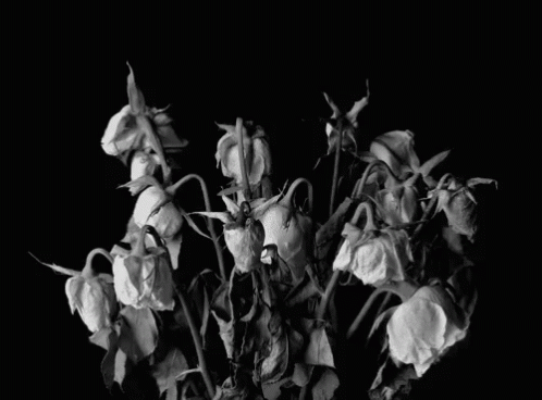 a black and white picture of many flowers