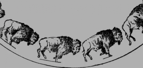 a black and white image of the four buffalo being led on a long line of horses