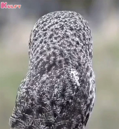a closeup of a bird with its face blurred