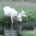 an image of a moose that is drinking water