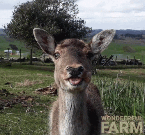 an adorable baby sheep is smiling for the camera