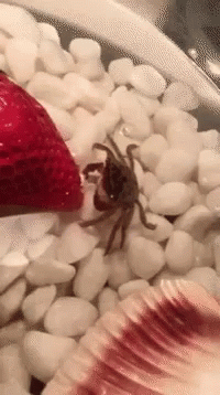 a spider is crawling along with a plastic toothbrush