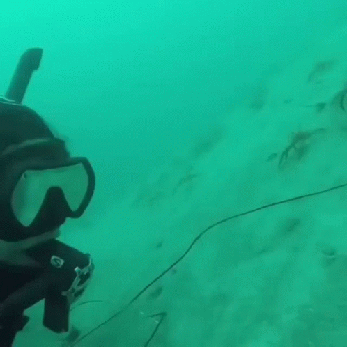 a scuba in a scuba suit is surrounded by fish