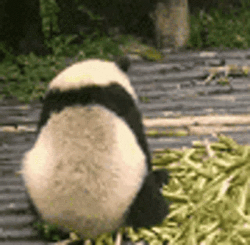 a panda bear eating bamboo on a deck