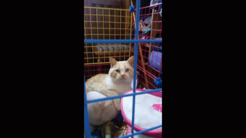 a gray and white cat sitting in a cage