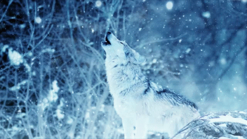 a wolf in the snow looking up at the sky