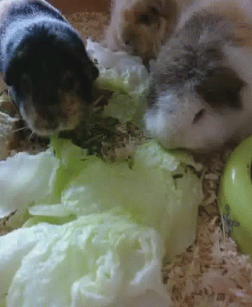 two ferrets eat green icing from the plate on the snow