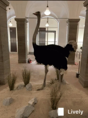 two ostriches on display in an museum setting