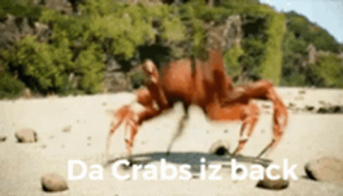 a blurry image of a crab sitting on the ground
