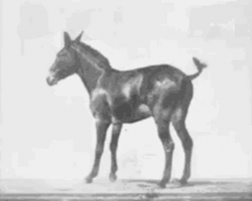 the horse is standing on a floor in a black and white pograph