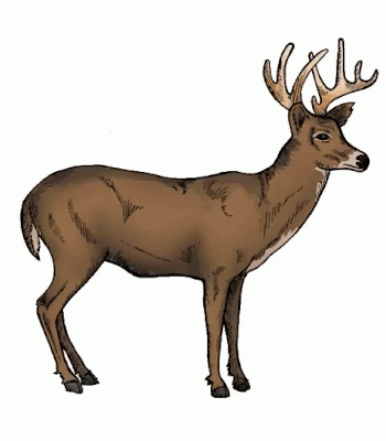 a blue deer standing next to a white background