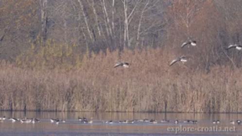 a flock of geese flying over some water