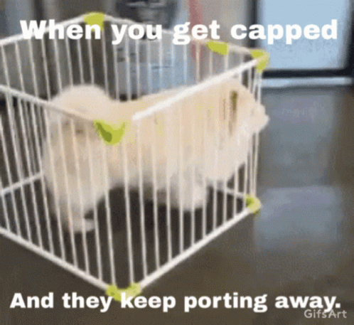 a puppy in its cage with the words when you get tagged and they keep potting away