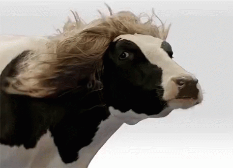 a black and white cow is covered in blue hair