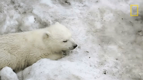 a polar bear laying down in the snow