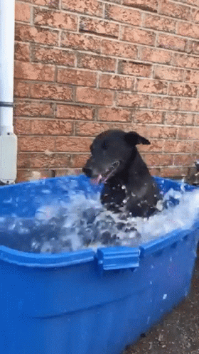 a dog sits in an orange tub that is partially filled with water