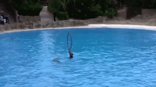 an animal is swimming in water and holding onto a handle