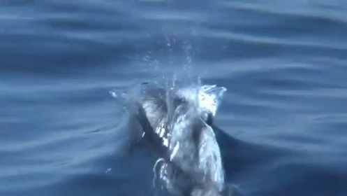 a bird sticking it's head into the water with it's trunk up
