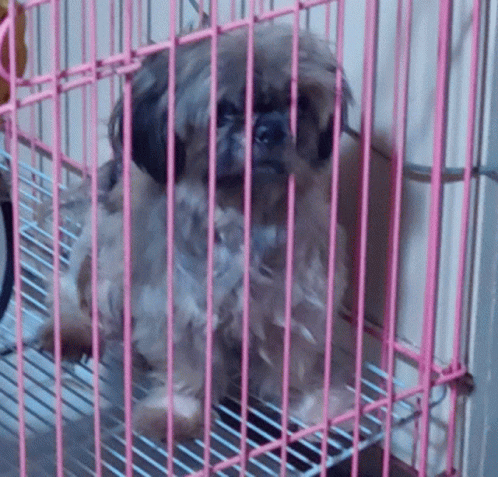 a small gray dog sitting inside a pink cage
