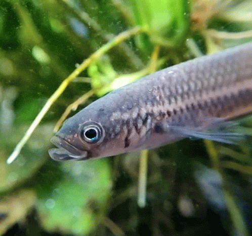 a close up view of a fish in a tank