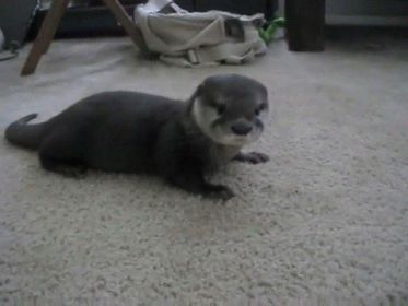 an otter chewing on soing while lying on the carpet