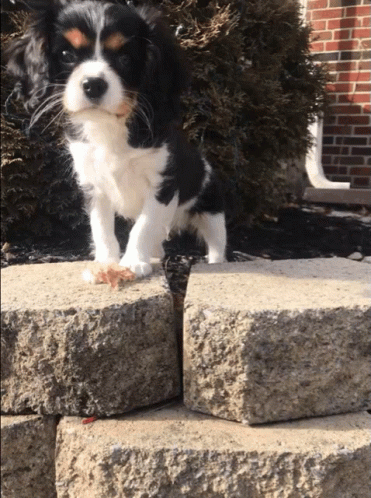 a black and white dog on top of some stone blocks