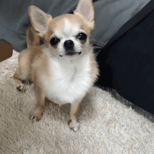 a small chihuahua sitting in front of a person wearing khaki pants