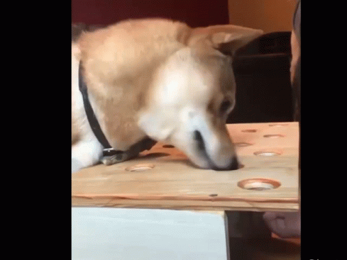 a dog sniffing a mattress on the ground