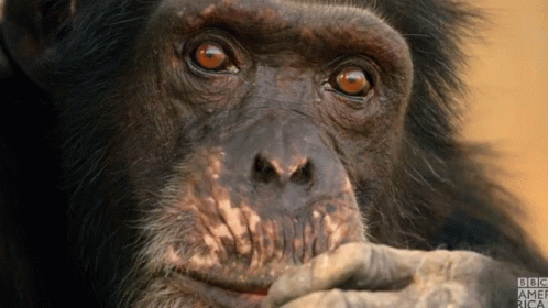 an animal looks like a monkey with big eyes