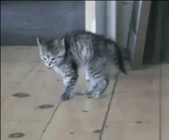 a kitten walks around a kitchen in front of a door