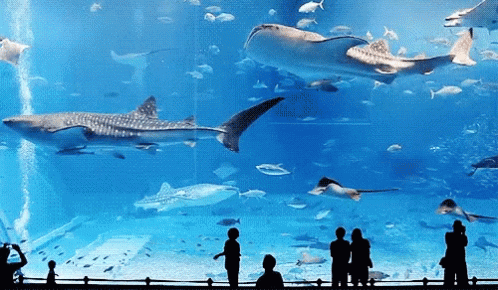 a sea aquarium with many different types of fish swimming over water