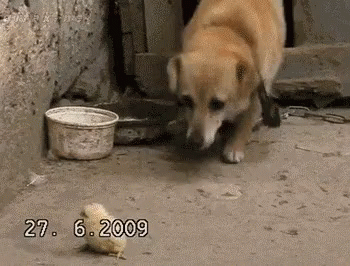 a dog in a concrete enclosure with a bucket
