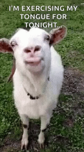 the goat has a funny look on its face