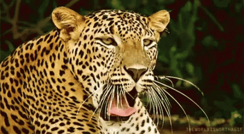 there is a leopard that has it's mouth open