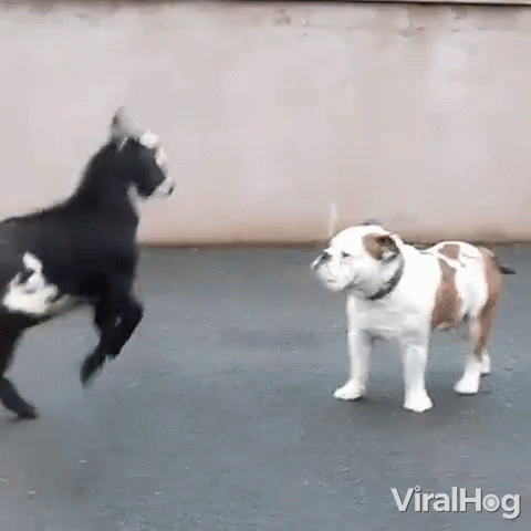 two dogs running and fighting with each other