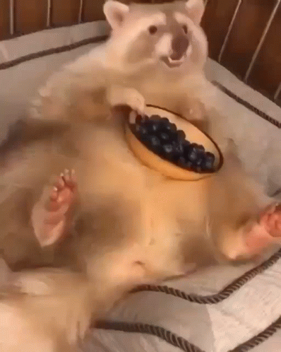 a polar bear is eating from a bowl