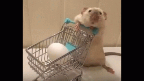 a hamster in a shopping cart sitting beside a bag of eggs